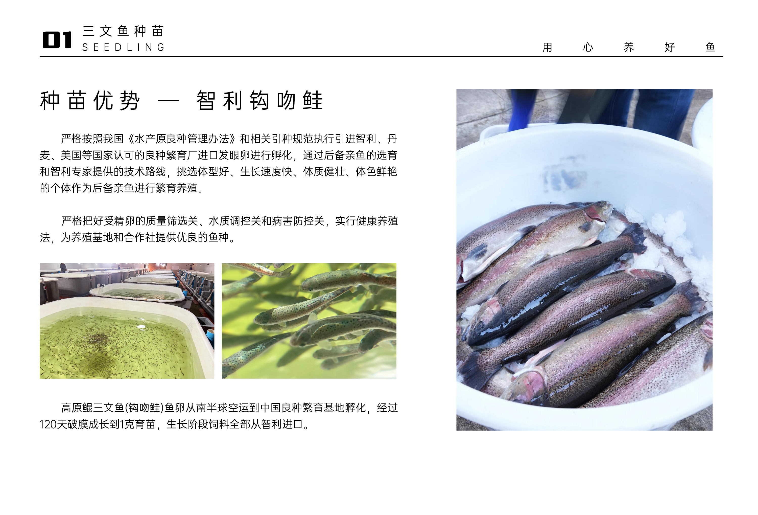 种苗优势 — 智利钩吻鲑