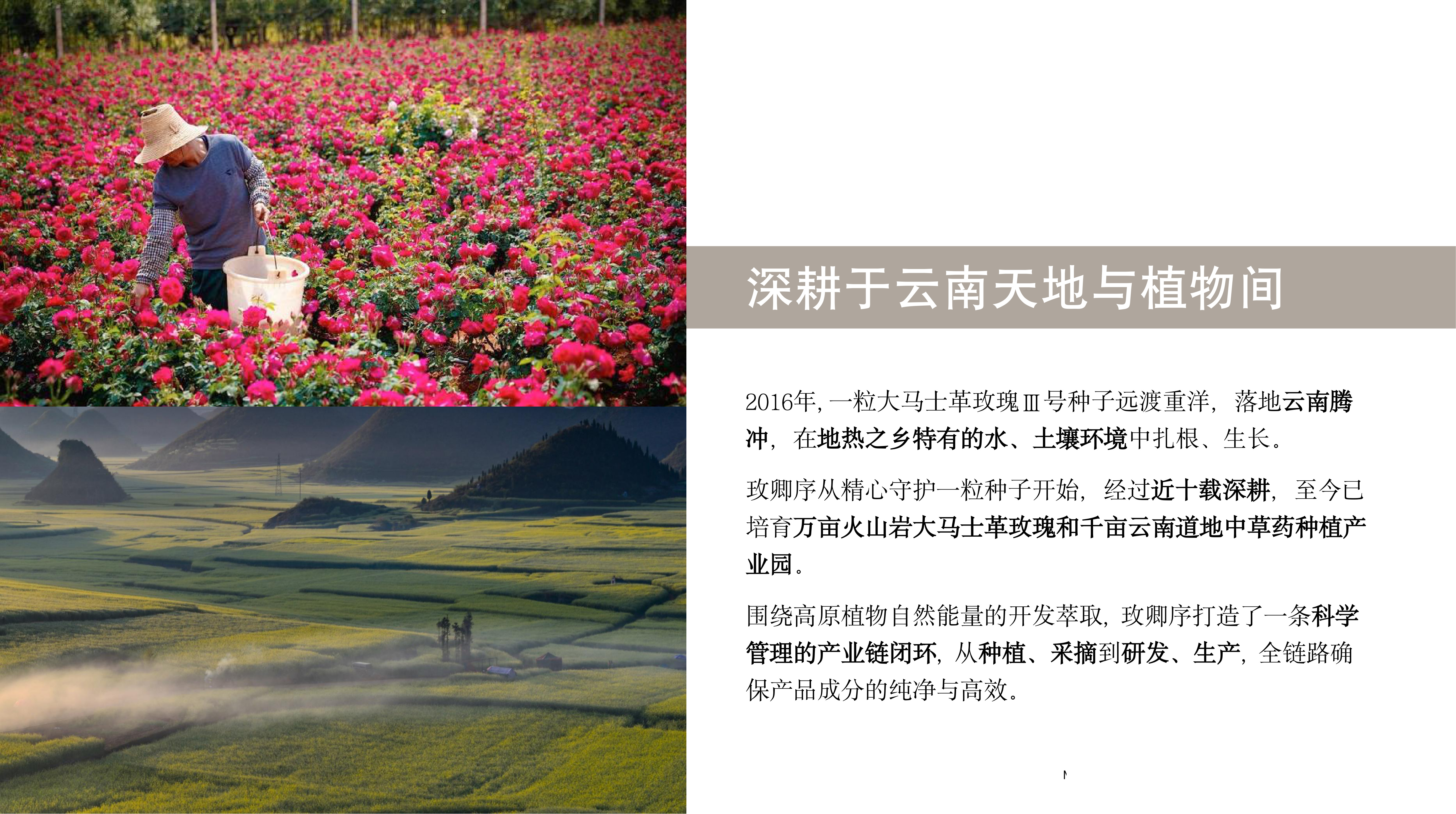 万亩火山岩大马士革玫瑰基地